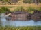 Group or family of hippos fleeing into river with water splashing and spraying, Safari in Moremi NP, Botswana, Africa