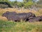 Group or family of hippos laying and grazing on grass close to river,Safari in Moremi NP, Botswana, Africa