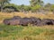 Group or family of hippos laying and grazing on grass close to river,Safari in Moremi NP, Botswana, Africa