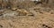 Group family of nimble fast watchful rodents in the wild desert park. Animal freedom, mammal protection. Friendly team