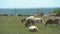 Group of farm animals : sheep, goat graze on the meadow near animal farm in sunny summer day. They move from right to