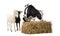 Group of farm animals standing next and on a straw bale