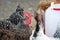 Group of farm chickens in the corral looking for food