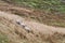 Group Of Farm Sheep On Saddleworth Pennine Hills In Manchester