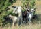 Group of farmer goats on natural pasture