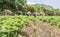 Group farmers are harvesting strawberries in the field