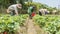 Group farmers are harvesting strawberries in the field