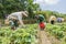 Group farmers are harvesting strawberries in the field