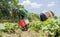 Group farmers are harvesting strawberries in the field