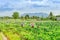 Group of farmers help harvest vegetables grown on the farm by using a large umbrella to help shade the sun