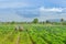 Group of farmers help harvest vegetables grown on the farm by using a large umbrella to help shade the sun