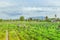 Group of farmers help harvest vegetables grown on the farm by using a large umbrella to help shade the sun