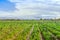 Group of farmers help harvest vegetables grown on the farm by using a large umbrella to help shade the sun