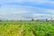 Group of farmers help harvest vegetables grown on the farm by using a large umbrella to help shade the sun