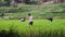 a Group of Farmers Planting a Paddy in the green Ricefield