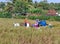 A group of farmers using a blue rice mill in the middle of rice fields