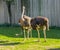 Group of female common ostriches standing in the grass together, big flightless birds from africa