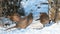 Group Female Common Pheasant Phasianus colchicus in the wild