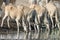 A group of female Eland antelopes are drinking water at the waterhole, Etosha National Park, Namibia, Africa