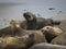 Group of Female Elelphant Seals Fight and Molt on Wet Sandy Beach