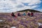 Group of female hikers in mountains during saffron blooming at spring