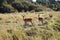 Group of female Impalas in the Masai Mara