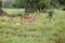 Group of female impalas in the wild