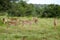 Group of female impalas in the wild