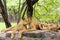 Group of female lion.