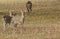 A group of female Manchurian Sika Deer or Dybowski`s Sika Deer Cervus nippon mantchuricus or Cervus nippon dybowskii grazing in