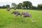 Group of female ostriches eating grass