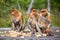Group of female Proboscis Monkeys