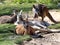 group of female Red Kangaroo, Macropus rufus, resting on the lawn