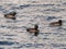 A group of female Tufted Ducks Aythya fuligula