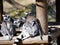 Group of females Ring-tailed Lemur, Lemur catta, playing with cub