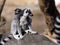 Group of females Ring-tailed Lemur, Lemur catta, playing with cub