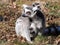 Group of females Ring-tailed Lemur, Lemur catta, playing with cub