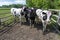 A group of fenced-in big cow heifers marked with a purple spot on top of their heads