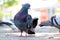 group of feral rock pigeons sitting on the pavement in front of a blurry urban background in berlin