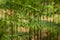 Group of ferns at the edge of a road in the forest