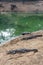 Group of ferocious crocodiles or alligators basking in sun