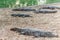 Group of ferocious crocodiles or alligators basking in sun