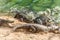 Group of ferocious crocodiles or alligators fighting for prey under water