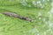 Group of ferocious crocodiles or alligators under water