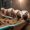 A group of ferrets racing in a high-tech obstacle course with automated timers and sensors2