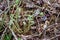 Group of Fiddlehead Ferns, Matteuccia struthiopteris