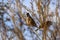 Group of finches