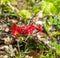 Group of Fire Pink Wildflowers, Silene virginica