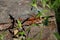 The group of Firebugs (Pyrrhocoris apterus) on a sawn stump