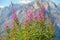 A group of fireweed plants in the High Tauern National Park